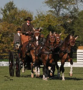 Chester Weber leads the FEI 2* Four-in-Hand division at the Hermitage Classic CDE after the dressage phase (Photo courtesy of Pics Of You)