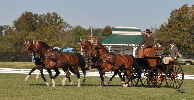 Team Weber Sets a Winning Tone in  Dressage as 2015 Hermitage Classic CDE  and Fall Festival Opens