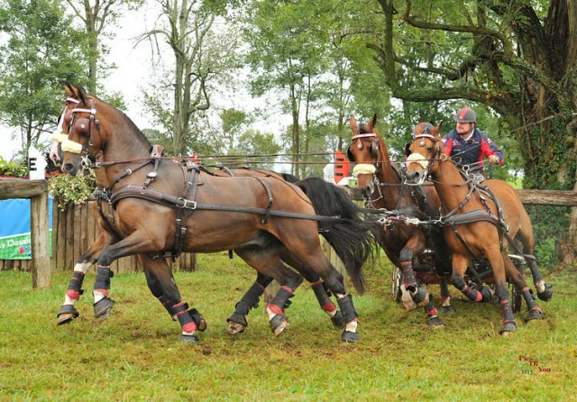 Chester Weber Featured on Driving Radio Show with  Horse Radio Network