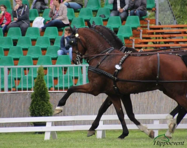 Team Weber 2016:  New Horses and U.S. Tournaments  Announced