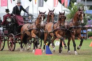 Weber Finishes Fourth at 2016 FEI World Driving Championships for Four-in-Hand