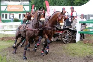 Chester Weber won the Four-in-Hand division of the Drebkau CAI 3* competition in Drebkau, Germany (Photos courtesy of Dr. Jürgen Schwarzl and Hoefnet).