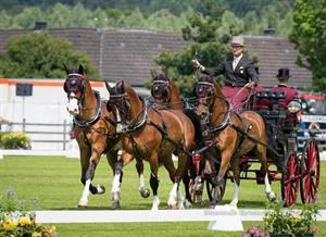 U.S. Driving Team and Chester Weber Sit in Second after CAIO4*-H4 Dressage Phase at CHIO Aachen
