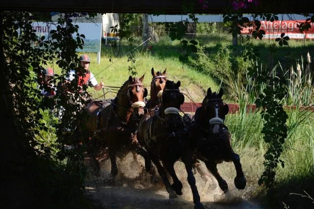 Chester Weber Sweeps Saumur CAIO4* for Second Year, Leads Team USA to Bronze