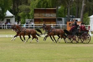 Chester Weber and his team on course at the CAIO4* Saumur. (Photo courtesy of PixelVisuel.com)