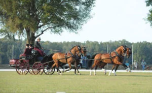 Chester Weber on his way to a record high score in dressage. (Photo courtesy of PicsofYou.com)