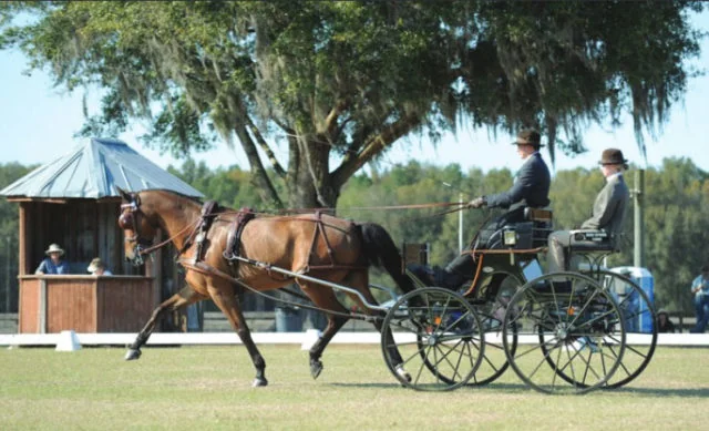 Chester Weber Sets New Record at Kingdom of the Sun CDE Live Oak Driver Apprentice Jacob Arnold Scores Personal Best