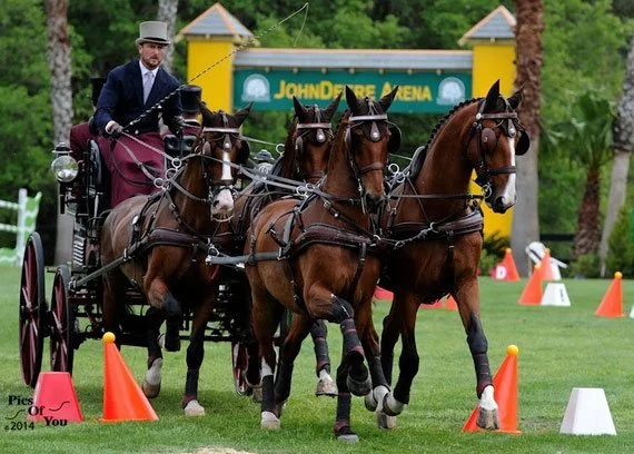 History Made at Live Oak International Chester Weber Wins 11th FEI Four-in-Hand Horse USEF National Championship