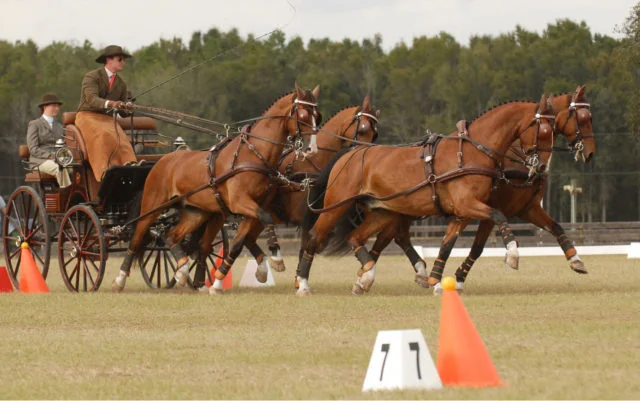 eam Weber Kicks Off 2012 With Win – Chester Weber Drives Away With Victory At  Sunshine State CDE At Florida Horse Park