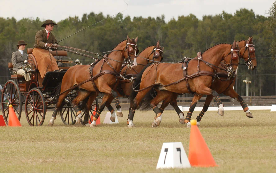 eam Weber Kicks Off 2012 With Win – Chester Weber Drives Away With Victory At Sunshine State CDE At Florida Horse Park