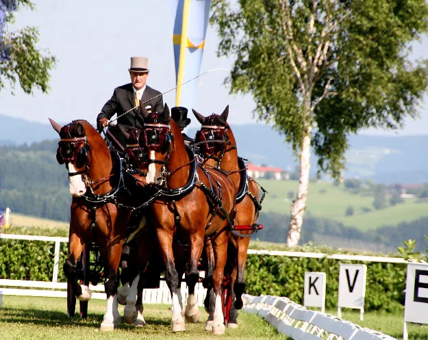 Chester Weber Donates Two Days of Training At Live Oak  Stud to “Salute to Driving” USET Fund Raiser