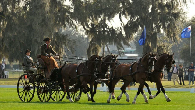 Chester Weber Captures FEI Four-In-Hand Division At  2012 Little Everglades Combined Driving Event