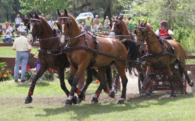 “Salute To Driving” Benefit Auctions Off Lessons With  Combined Driver Chester Weber To Benefit USET Foundation