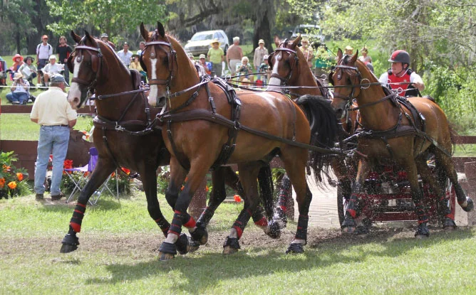 “Salute To Driving” Benefit Auctions Off Lessons With Combined Driver Chester Weber To Benefit USET Foundation