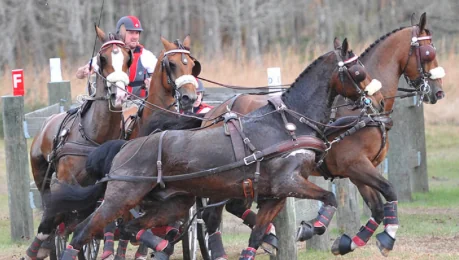 THE HYDRATION SECRET TO KEEPING YOUR HORSES HAPPY + HEALTHY THIS WINTER