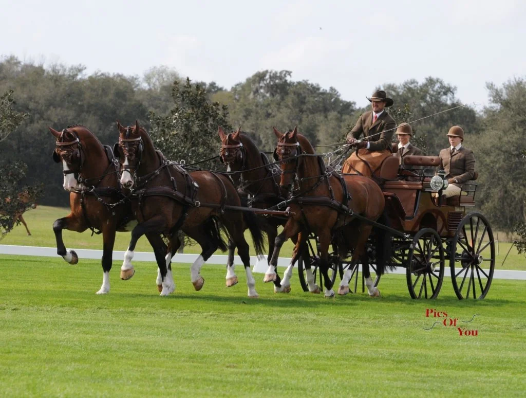 Chester Weber Kicks Off 2017 Combined Driving Season with a Victory at Little Everglades CAI2*