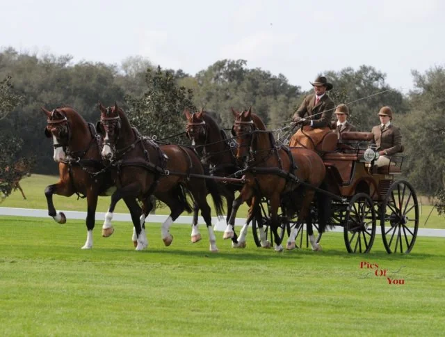 Chester Weber Kicks Off 2017 Combined Driving Season  with a Victory at Little Everglades CAI2*