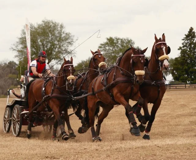 Chester Weber Victorious In His First US   Four-in-Hand Driving Competition in 2018