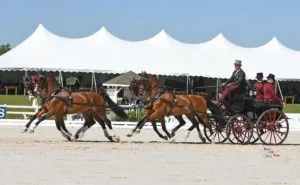 Chester Weber floating into the championships with his fabulous four-in-hand team. (Photo courtesy of PicsofYou)